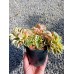 Седум Sedum takesimense Atlantis